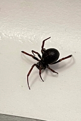 Steatoda hespera