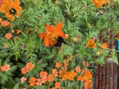 Bombus pullatus