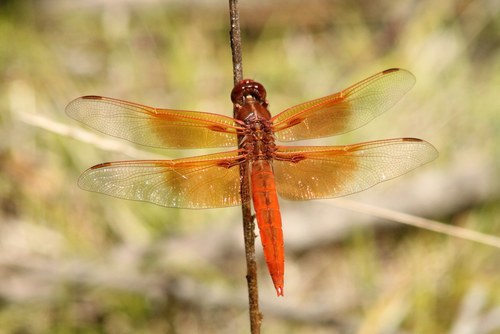 iNaturalist observation photo of Flame Skimmer