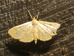 Polygrammodes flavidalis