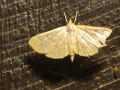 Polygrammodes flavidalis