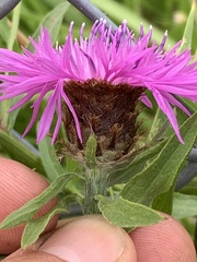 Centaurea × gerstlaueri
