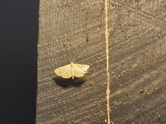 Polygrammodes flavidalis