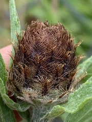 Centaurea × gerstlaueri