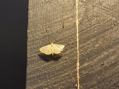 Polygrammodes flavidalis