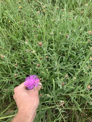 Centaurea × gerstlaueri