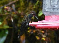 Urochroa bougueri