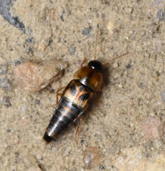 Tachyporus lecontei