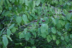 Lonicera steveniana