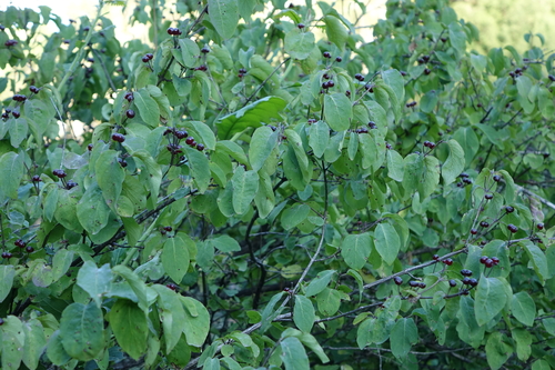 Lonicera steveniana, photograph 1