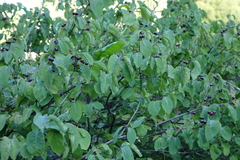 Lonicera steveniana, photograph Oleg Kosterin, CC BY, iNaturalist via GBIF