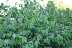 Lonicera steveniana, photograph Oleg Kosterin, CC BY, iNaturalist via GBIF