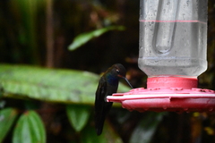 Urochroa bougueri