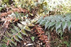 Polystichum oculatum
