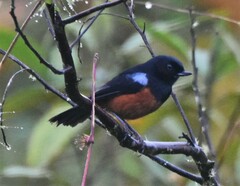 Diglossa gloriosissima