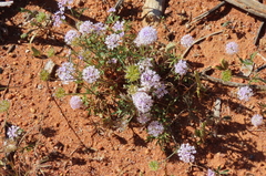 Trachymene cyanantha