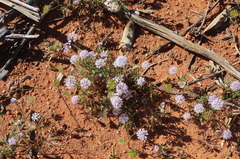 Trachymene cyanantha