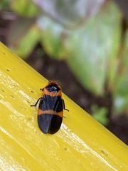 Cercopidae