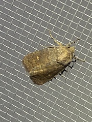 Pseudorthodes