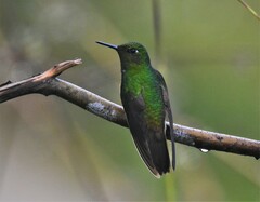 Boissonneaua flavescens