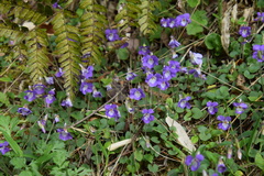 Viola obtusa
