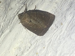Pseudorthodes