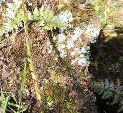 Polystichum oculatum