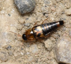 Tachyporus lecontei