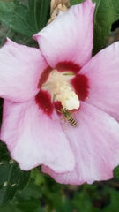 Agapostemon melliventris
