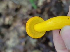 Aureoboletus auriflammeus