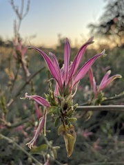 Anisotes formosissimus