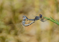 Selysiothemis nigra