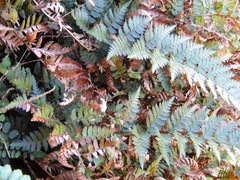 Polystichum oculatum