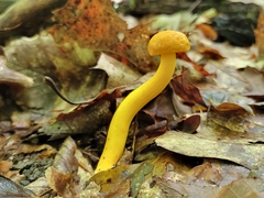 Aureoboletus auriflammeus