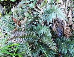 Polystichum oculatum