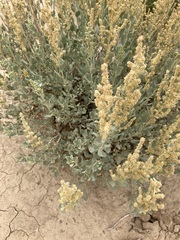 Atriplex obovata