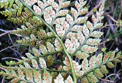 Polystichum oculatum
