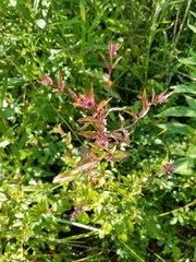 Mentha × piperita