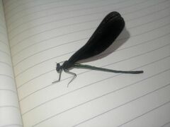 Atrocalopteryx atrata