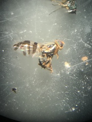 Rhagoletis cingulata