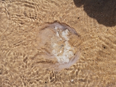 Cyanea lamarckii