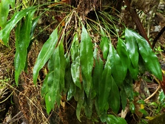 Elaphoglossum maxonii