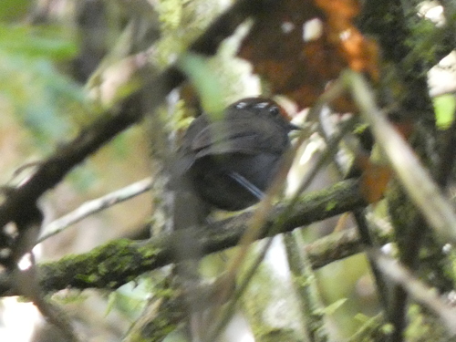 Chestnut-crowned Gnateater (Conopophaga castaneiceps), photo 7