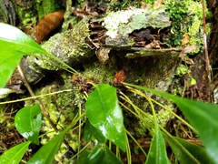 Elaphoglossum maxonii