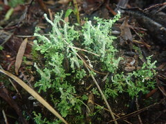 Cladonia imbricata