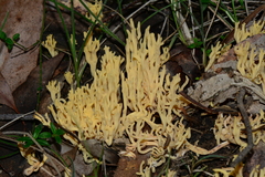 Ramaria lorithamnus