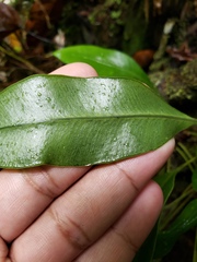 Elaphoglossum maxonii