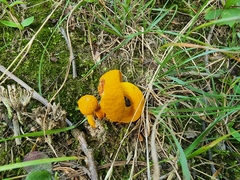 Aureoboletus auriflammeus