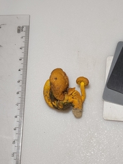 Aureoboletus auriflammeus