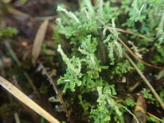 Cladonia imbricata